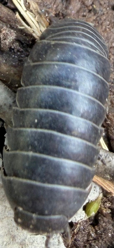 Common Pill Woodlouse