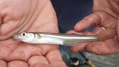 Atlantic Silverside photo 3