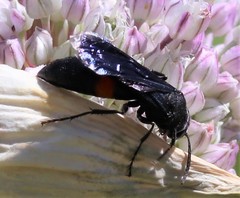 Stizoides renicinctus