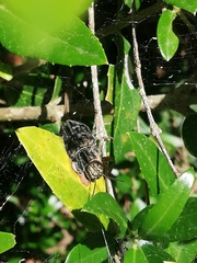 Chalcophora mariana massiliensis