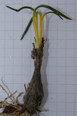 Prospero seisumsianum