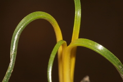 Prospero seisumsianum