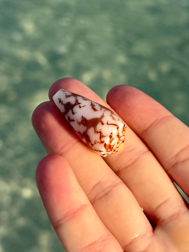Conus striatus observed 2026-10-04