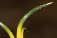 Prospero seisumsianum