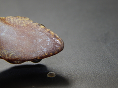 Cyrtodactylus marmoratus