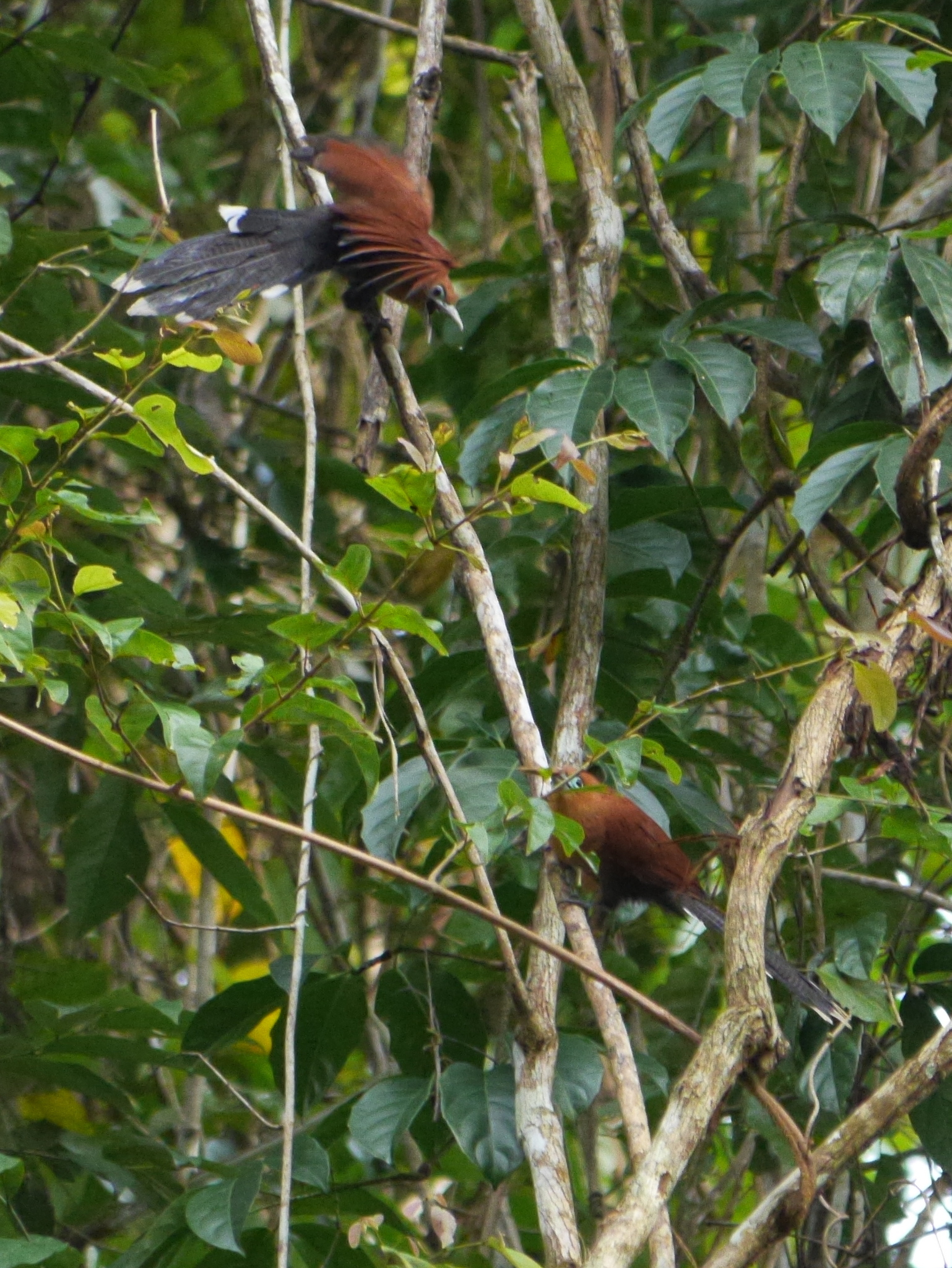 Raffles's Malkoha illustration
