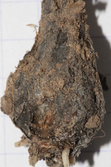 Prospero seisumsianum