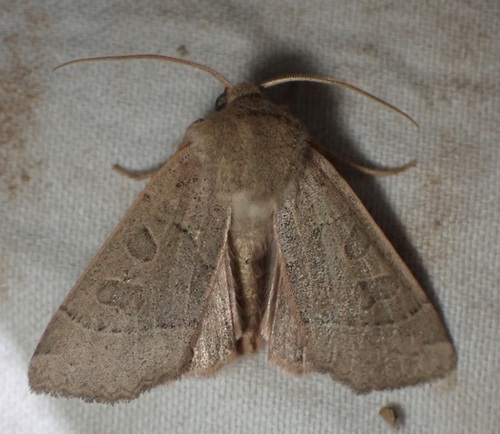 Mesogona olivata photo 5