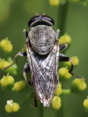 Myolepta aurinota