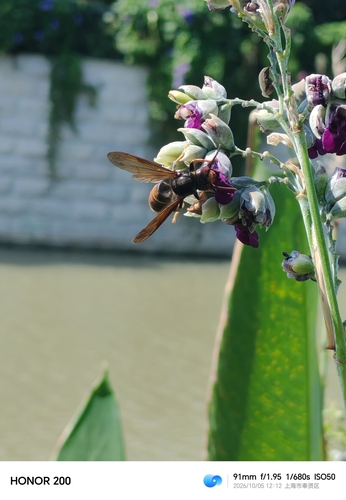Yellow-legged Hornet