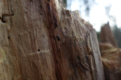 Rhizophagus bipustulatus