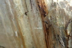 Rhizophagus bipustulatus