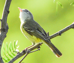 Bell's Vireo photo 5