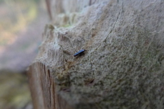 Rhizophagus bipustulatus