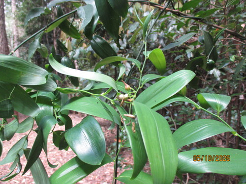 Climbing Lily