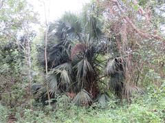 Sabal mauritiiformis