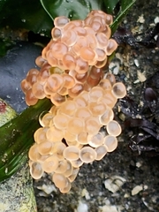 Aulorhynchus flavidus