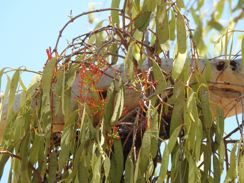 Amyema sanguinea (Amyema sanguinea)