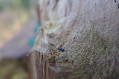 Rhizophagus bipustulatus