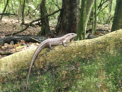 Trachylepis wrightii