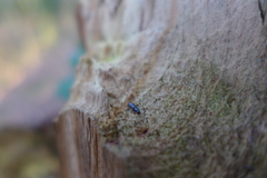 Rhizophagus bipustulatus