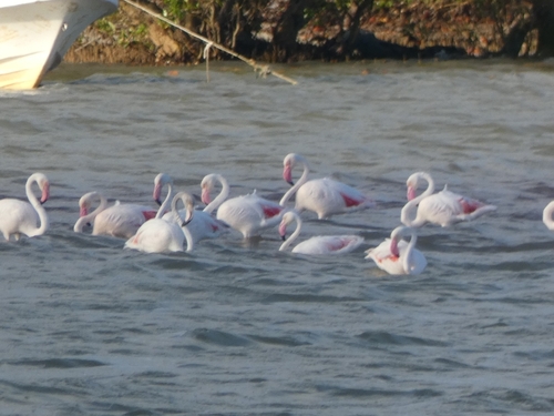 Phoenicopterus roseus