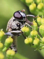 Myolepta aurinota