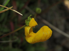 Calceolaria polyrhiza