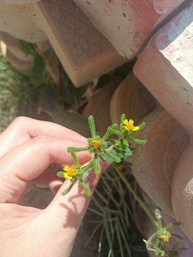 Sigesbeckia orientalis observed 2026-10-05