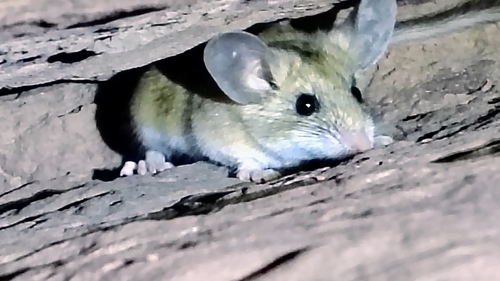 Peromyscus truei observed 2026-10-04