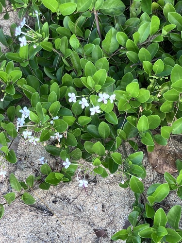Clerodendrum observed 2026-10-04