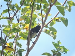 Platyspiza crassirostris