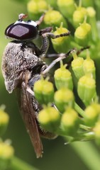 Myolepta aurinota