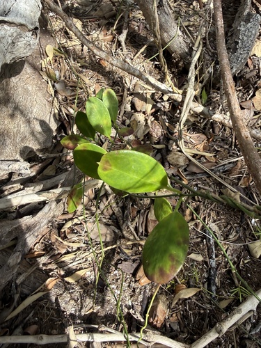 Vincetoxicum carnosum observed 2026-10-05