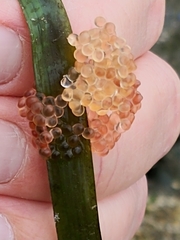 Aulorhynchus flavidus