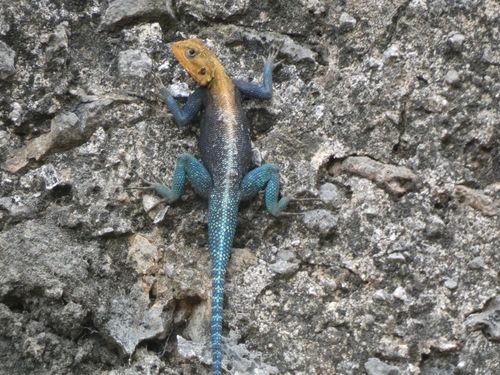 Agama lionotus