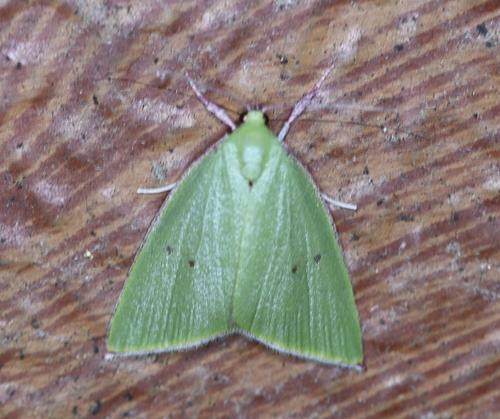 Tyana falcata