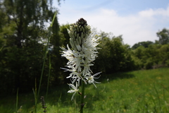 Asphodelus albus
