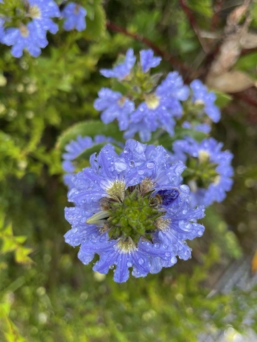 Scaevola nitida, 2026-10-05