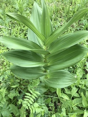 Veratrum lobelianum