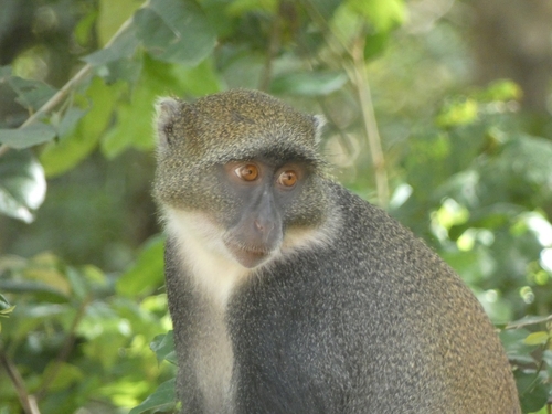 Cercopithecus mitis albogularis