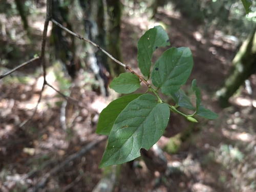 Lyonia ovalifolia observed 2026-10-04