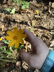 Coreopsis auriculata