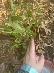 Coreopsis auriculata