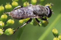 Myolepta aurinota