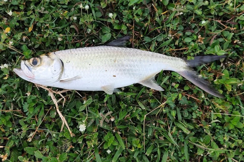 Indo-Pacific Tarpon