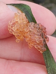 Aulorhynchus flavidus