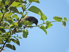 Platyspiza crassirostris