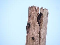 Glaucidium brasilianum