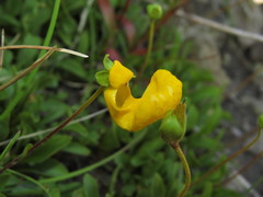 Calceolaria polyrhiza
